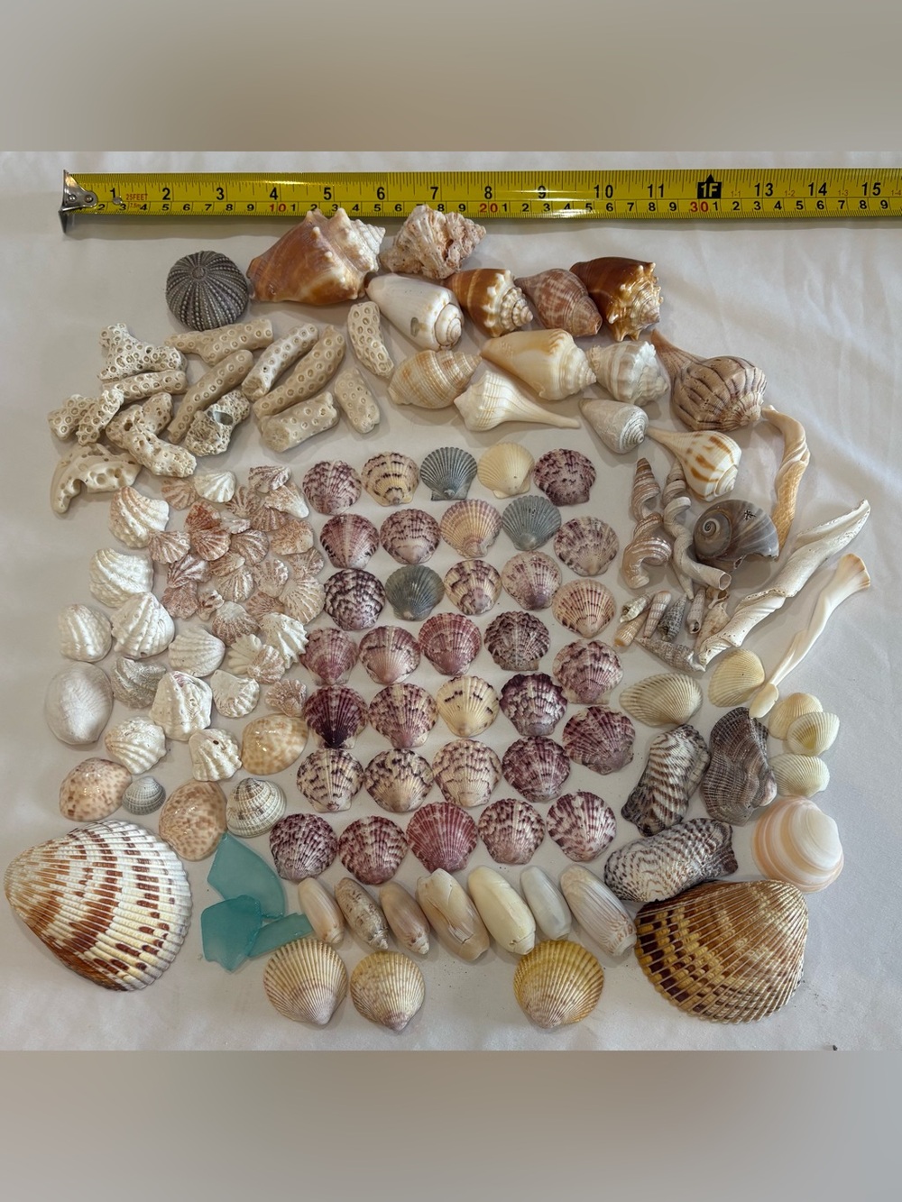 Natural Assorted Seashell Mix - Beige, Cream & Brown Decorative Collection